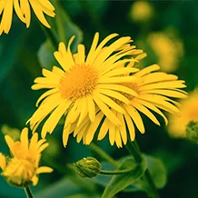 Flori de Arnica montana