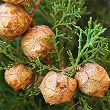 Conuri și frunze de Cupressus sempervirens
